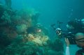 Grouper press conference
